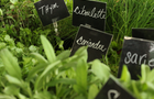 Fines herbes&nbsp;&nbsp;&nbsp;&copy; Marché public de Deschaillons