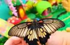 Papillon sur une main à BFLY&nbsp;&nbsp;&nbsp;&copy; Bfly