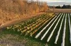 Champs-2&nbsp;&nbsp;&nbsp;&copy; Vignoble du PicBois