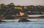 Pointe est - île aux Lièvres&nbsp;&nbsp;&nbsp;&copy; Simon Laroche
