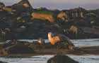 Observation des phoques-île aux Lièvres&nbsp;&nbsp;&nbsp;&copy; S.Laroche