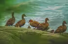 Eiders à duvet-île aux Lièvres&nbsp;&nbsp;&nbsp;&copy; S.Laroche