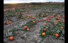 Citrouilles&nbsp;&nbsp;&nbsp;&copy; Citrouilles & cie