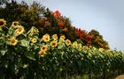 Parc de la Ferme Dalton&nbsp;&nbsp;&nbsp;&copy; Tourisme Outaouais / M. Baril-Tessier