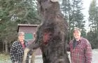 Chasse de l'orignal&nbsp;&nbsp;&nbsp;&copy; SBGF inc. (Zec Jaro)
