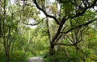 Sentier des Parulines&nbsp;&nbsp;&nbsp;&copy; LAMRAC