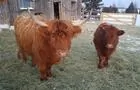 Vaches Highland&nbsp;&nbsp;&nbsp;&copy; Sylvain Bélanger