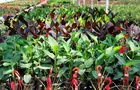 Serres&nbsp;&nbsp;&nbsp;&copy; Jardinerie Fortier