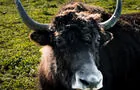 Ferme Pure Conscience&nbsp;&nbsp;&nbsp;&copy; Tourisme Outaouais / A. Loiselle