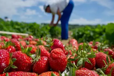 Agrotourism and pick-your-own