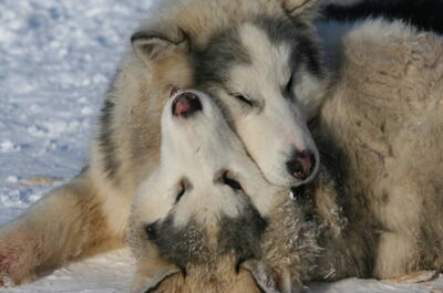 Wildlife observation