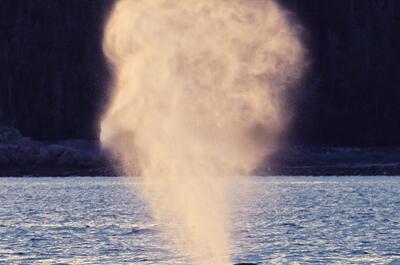 Du Fleuve – Croisières d’observation de baleines