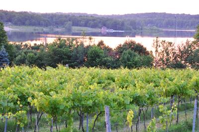 Vignoble Côte des Limousins