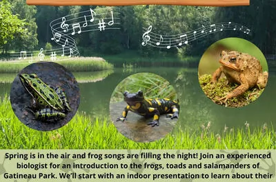 Amphibians of the Gatineau Park