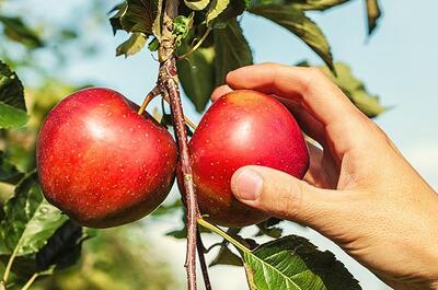 Domaine du Flanc Sud