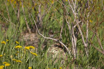 Bleuetière biologique – Ferme Giroflée