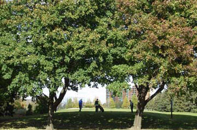 Golf municipal de Montréal