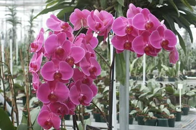 Le Paradis des orchidées