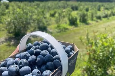 Ferme Éthier – Les fruits soleil