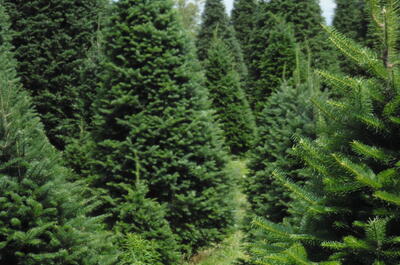 Plantation Robert E. Enos