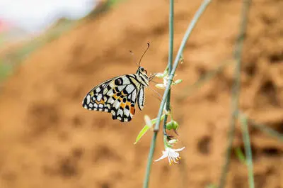 Montréal Space for Life – Insectarium