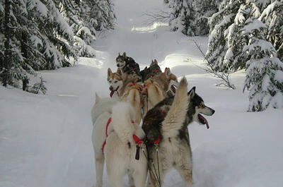 Husky Aventure Harricana