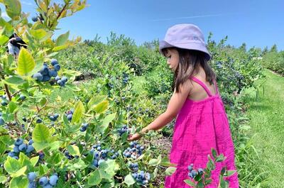 Les Bleuets du Vire-Crêpes