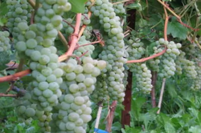 Vignoble Domaine du Clos de l’Isle