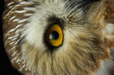 The Côte-Nord Migratory Birds Festival