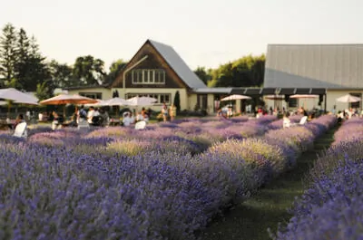 La Maison Lavande – Culture & Parfumerie