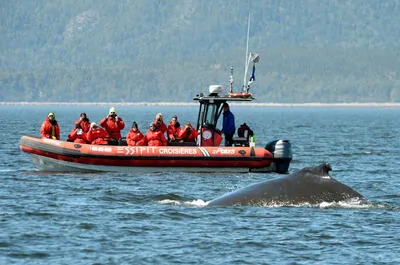 Whale watching cruises (Les Bergeronnes)