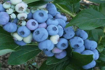 Bleuetière Ste-Marguerite