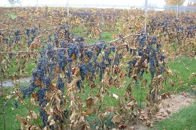 Vignoble Riparia