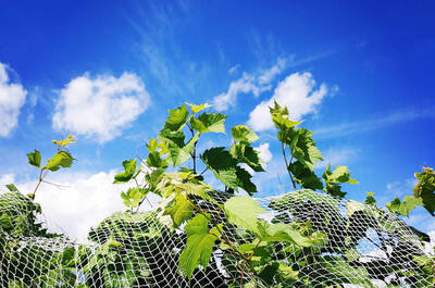 Domaine du Fleuve Winery