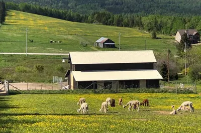 Charlevoix Alpacas