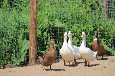 Ferme Champs des Saveurs