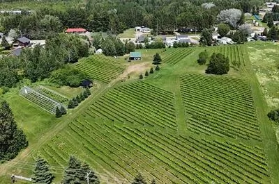 Vignoble la Bonté DiVigne