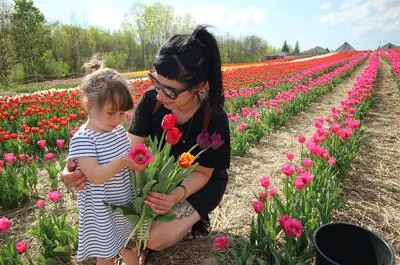 U-Pick Tulips (Laval)