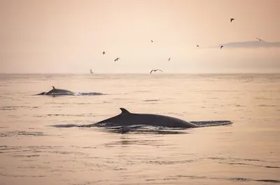 Whale Watching Cruise and Fjord at Twilight (Baie-Sainte-Catherine)