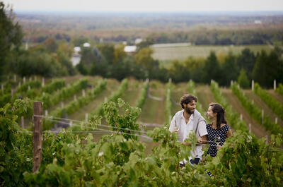Les vendanges sur la Route des vins Brome-Missisquoi