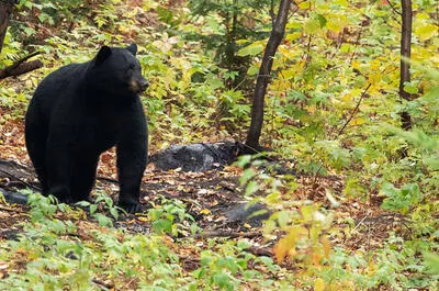 Aventure Lac-Saint-Jean – Observation de l’ours noir et du castor