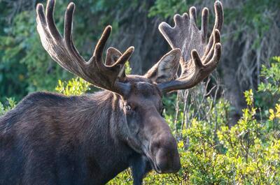 FARIBAULT, PAYS DES GÉANTS
