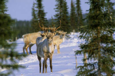 Things to do in Eeyou Istchee Baie-James (activities, services, accommodations)
