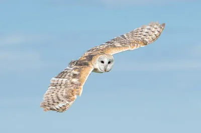 Falcon Environmental (Tremblant)