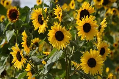 Domaine Vineterra