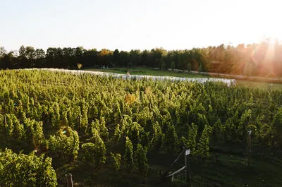 Vignoble Clos de l’Orme Blanc