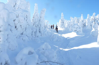 Mont Hereford / Réseau de sentiers / Randonnée pédestre, réseau