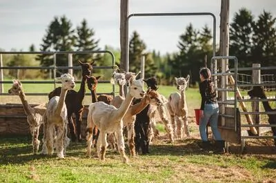Les Alpagas DeLéone