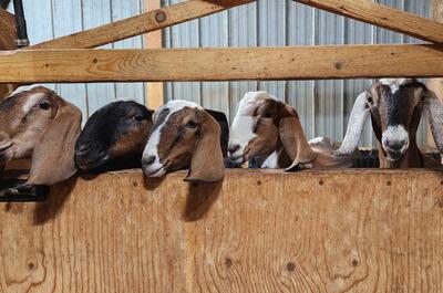 La Ferme du Système D