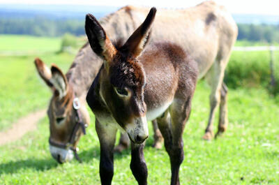 Asinerie les ânes en culotte